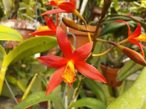 Cattlianthe Blazing Treat