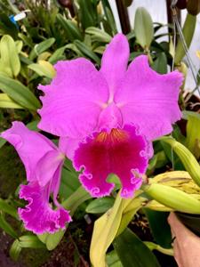 Cattleya Culminant