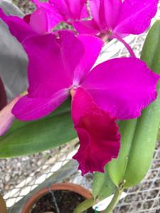 Cattleya Estella Jewell