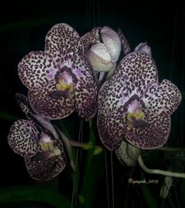Vanda Kulwadee Fragrance