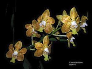 Vanda Bronze Butterfly