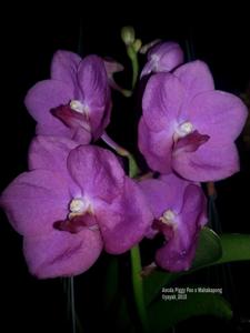 Vanda Colin Walker