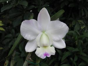 Cattleya Snow Blind