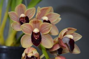 Cymbidium Lauritz Melchior