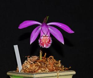 Pleione Swaledale