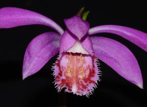 Pleione Swaledale