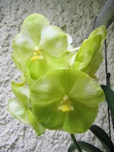 Vanda Nopporn Gold