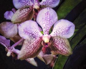 Vanda Onomea