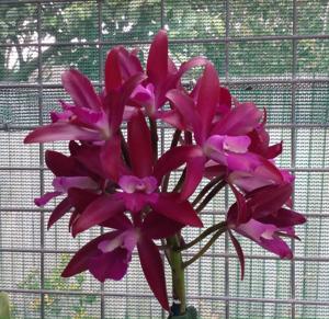 Cattlianthe Towering Inferno