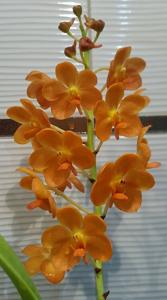 Vanda Bangkhuntian Gold