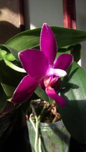 Phalaenopsis Ho's Lovely Amethyst