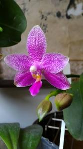 Phalaenopsis Ho's Lovely Amethyst