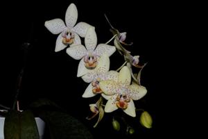 Phalaenopsis Zuma's Angelita