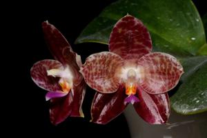 Phalaenopsis Ohl Flame