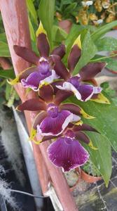 Zygolum Louisendorf grex