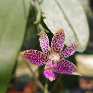 Phalaenopsis Alfinia