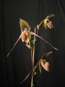 Paphiopedilum Johanna Burkhardt