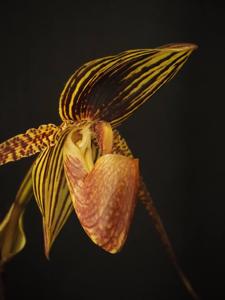 Paphiopedilum Johanna Burkhardt