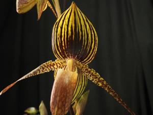 Paphiopedilum Johanna Burkhardt