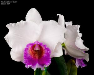 Rhyncholaeliocattleya Good News