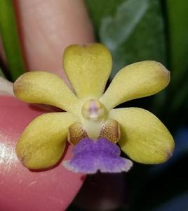 Rhynchovanda Dr Sally Meiners