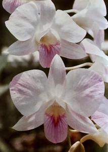 Dendrobium Pale Face