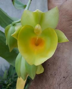 Catasetum Jamie Lawson XOXO