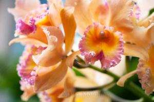 Cattleya Roitelet