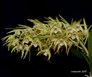 Dendrobium Hilda Poxon