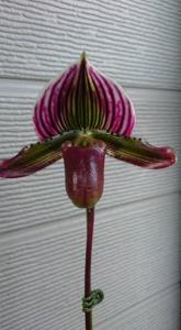 Paphiopedilum Via Quatal