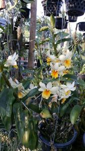 Dendrobium Muang Thai