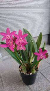 Cattleya Cheerio