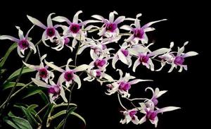 Dendrobium Caesar