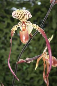 Paphiopedilum Shin-Yi Fireball