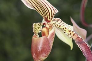 Paphiopedilum Shin-Yi Fireball