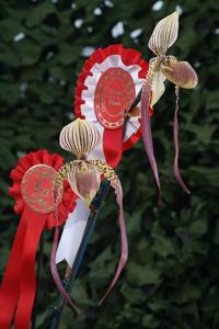 Paphiopedilum Shin-Yi Fireball