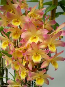 Dendrobium Fancy Kiss