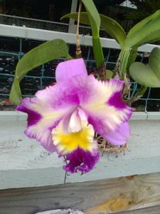 Rhyncholaeliocattleya Paradise River