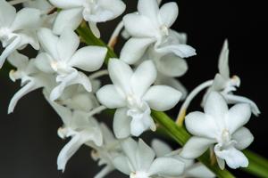 Rhynchodenia Magic Wand