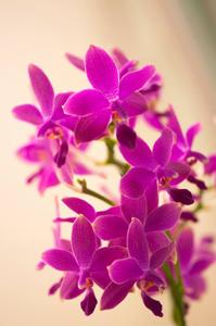 Phalaenopsis I-Hsin Flying Fire