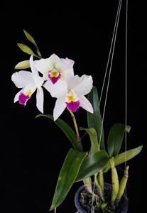 Laeliocatarthron Village Chief Parfum