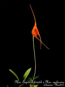 Masdevallia Teipels Falcveitch-ayabacana