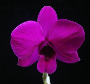 Dendrobium Hirota