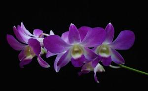 Dendrobium Pramot