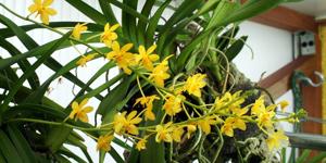 Vanda Judith MacDougal