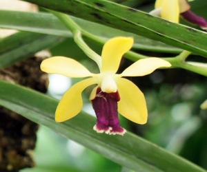 Vanda Motes Ruby Pixie