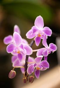 Phalaenopsis Silbergrube