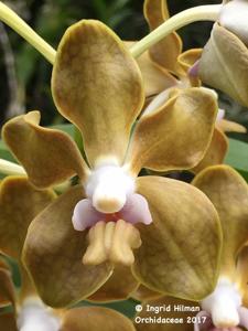 Vanda Golden Doubloon