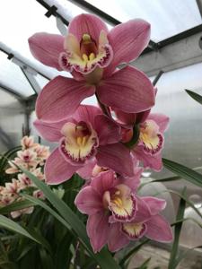 Cymbidium Beauport