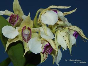 Dendrobium Little Pam